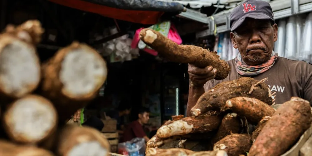 Característica de cultivo permite que produtores adiem a colheita para o segundo ciclo em busca de melhores margens