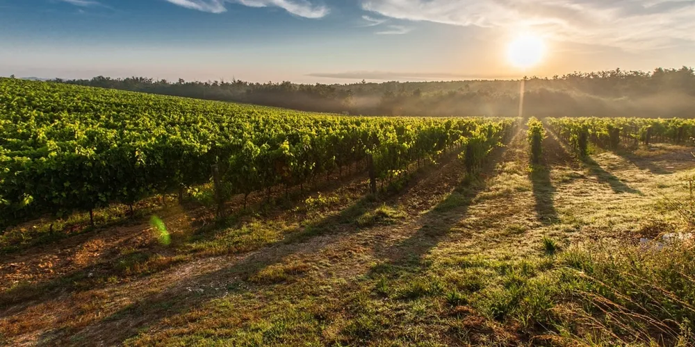 Estado registra desenvolvimento desigual devido à irregularidade das chuvas no início de abril