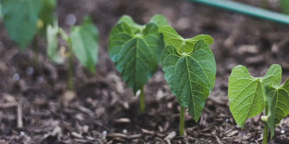Estado injeta novos lotes no mercado e auxilia no equilíbrio dos preços após meses de escalada inflacionária