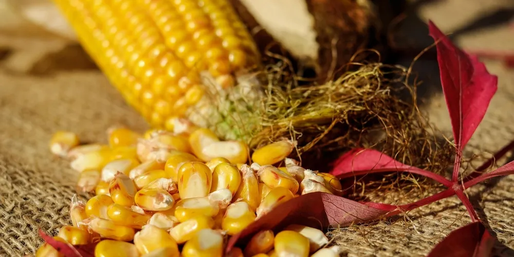 Produtores monitoram o clima de março e abril para garantir a produtividade da safrinha