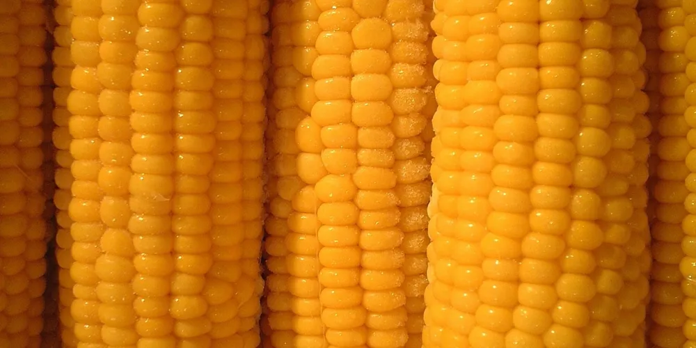 Calor intenso e falta de chuvas regulares no oeste paranaense prejudicam o milho safrinha em fase crítica de desenvolvimento