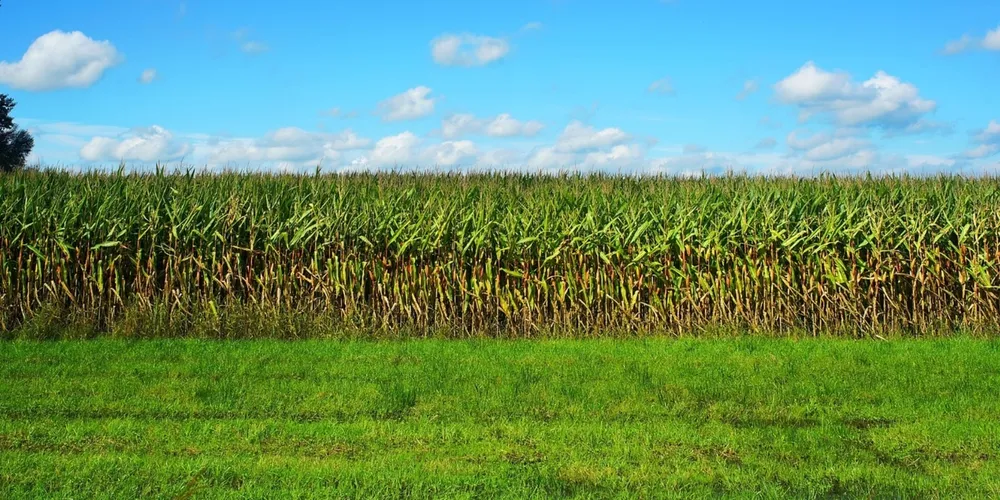 Irregularidades climáticas deterioram plantações de feijão e milho safrinha no estado