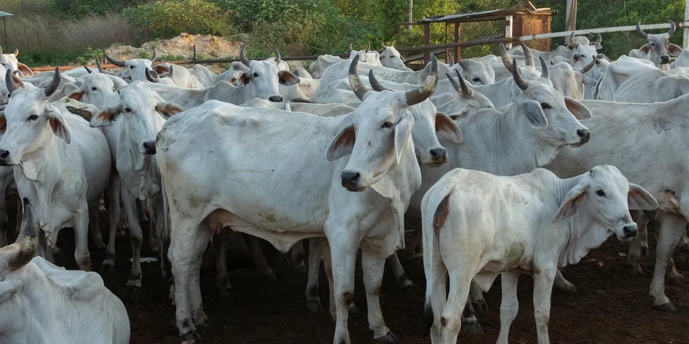 Miúdos e subprodutos bovinos, como rabo e vísceras, possuem forte demanda no mercado externo