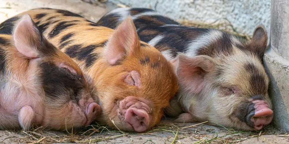 Representantes da ABPA e exportadores brasileiros participaram de rodadas de negócios em Singapura, reforçando a presença da proteína animal nacional no sudeste asiático