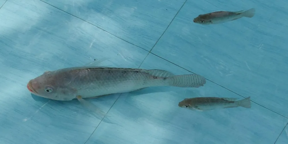 Aumento da demanda na Quaresma valorizou o produto nas feiras e frigoríficos