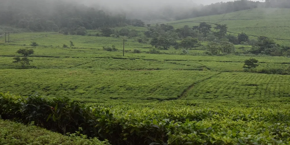 Entidade alerta que a falta de previsibilidade orçamentária para o seguro rural coloca em risco a estabilidade financeira dos produtores paranaenses