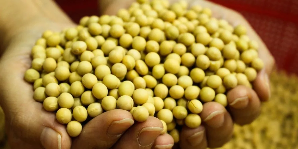 Setor agropecuário observa variações em Chicago e novas regras de exportação para a China