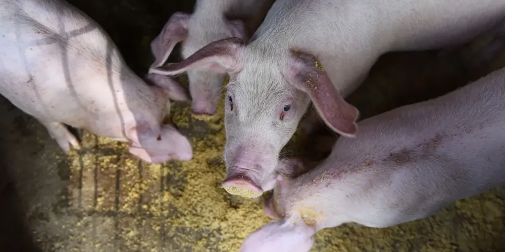 O estudo aponta que a maior parte dos rebanhos se concentrará na região Sul do país, que vai agregar cerca de 28,1 milhões de cabeças