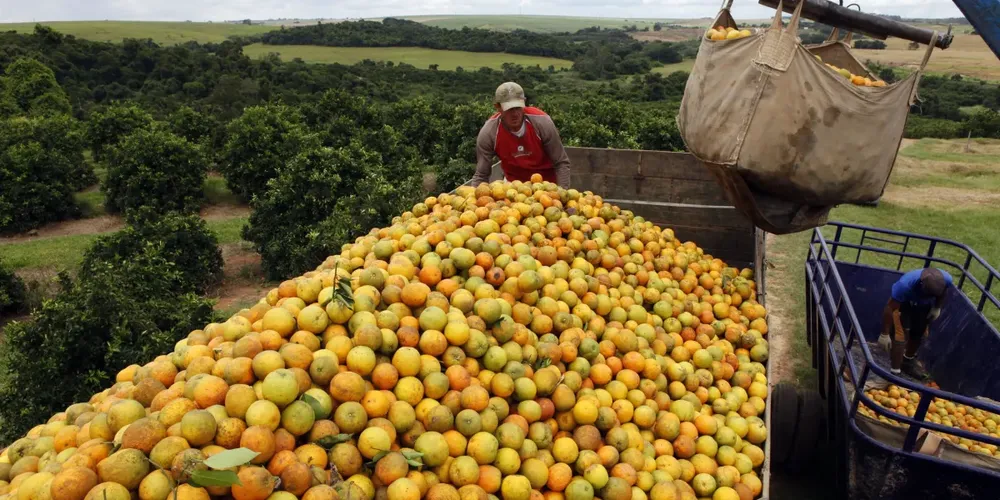 Caminhão sendo carregado com laranjas em Limeira (SP)