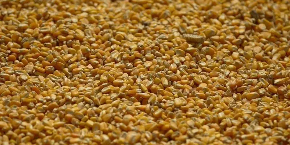 Para 2026, a expectativa é de continuidade desse movimento, com a produção podendo alcançar 97 milhões de toneladas