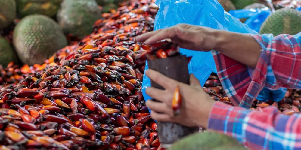Colheita do pinhão no Paraná agora segue critérios mais rigorosos para preservar a espécie e a saúde do consumidor