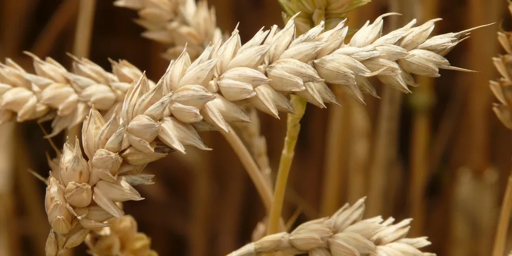 Demanda internacional aquecida e alta nos custos de produção no Brasil sustentam os preços do trigo neste início de semana