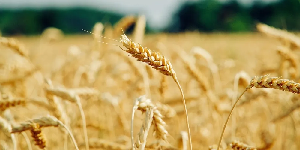 Demanda industrial aquecida e alta qualidade do grão mantêm a produção voltada ao mercado doméstico