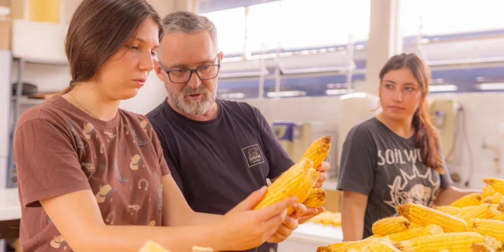 Professor Rodrigo Matiello apresenta a evolução das espigas de milho verde e superdoce desenvolvidas nos laboratórios e campos experimentais da UEPG, destacando o aumento de tamanho e vigor dos grãos