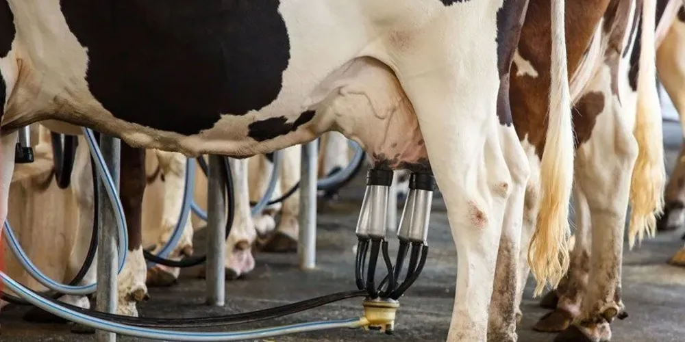 Entre as principais ações, está a implantação, ao longo de dois anos, de 300 mil embriões para melhoramento genético dos rebanhos