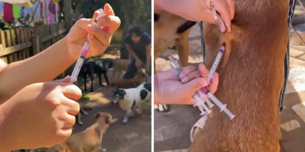 Animais são cuidados por protetora e estão disponíveis para adoção