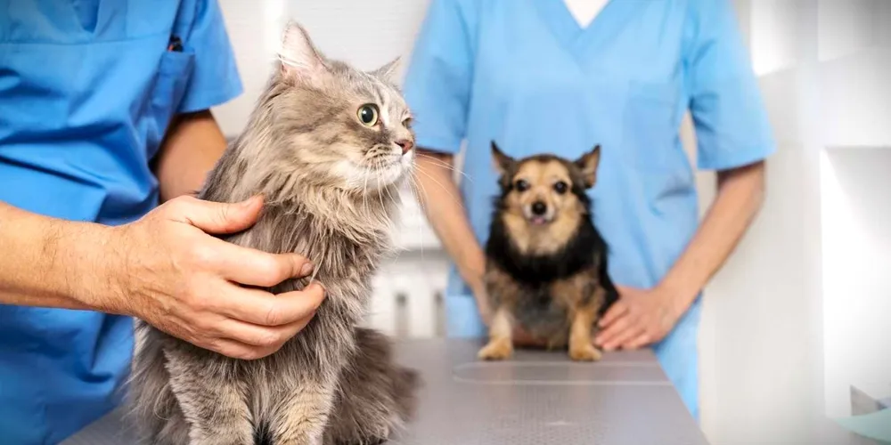 Castração de animais foi discussão na Câmara de Ponta Grossa