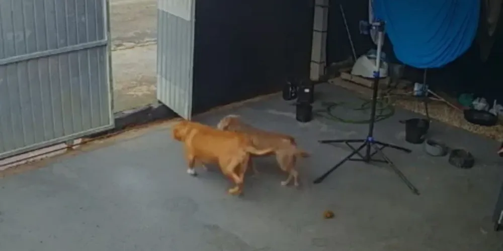 O tutor do animal foi identificado, detido e encaminhado à delegacia por omissão de socorro