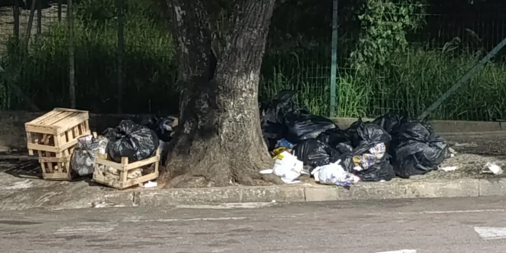 Acúmulo de lixo embaico de árvore no Centro de Ponta Grossa