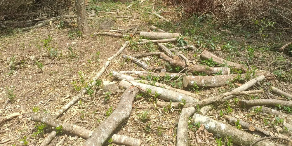 Os policiais constataram danos em floresta nativa em uma área de aproximadamente 0,17 hectare.