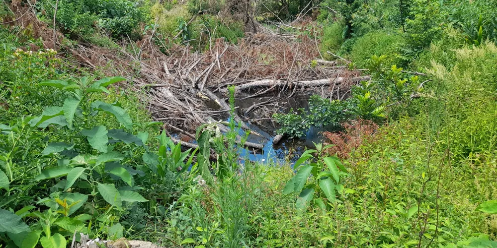 O responsável não possuía licença ambiental para a realização do desmate