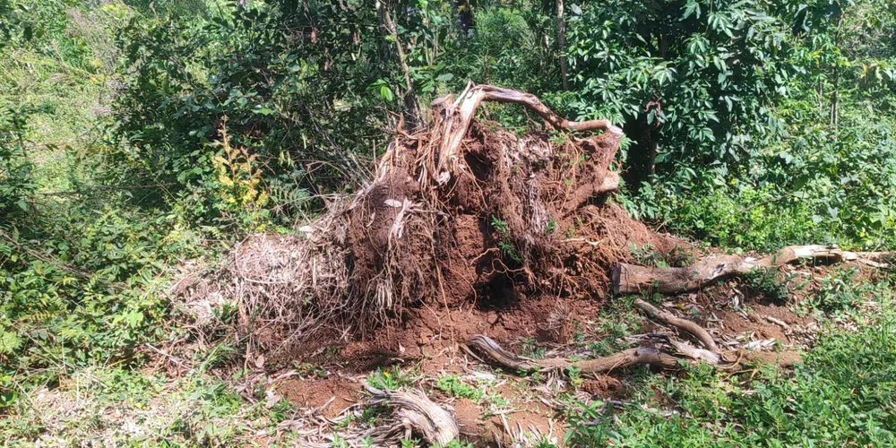 As áreas somam 12,73 hectares de vegetação suprimida sem autorização do órgão ambiental