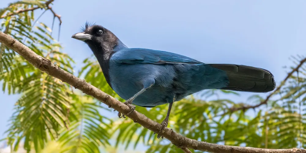 O atrativo turístico, em Ponta Grossa, contratou o artista plástico Tony Reis para produzir esculturas em tamanho real de espécies da fauna associadas à araucária, árvore símbolo do Paraná