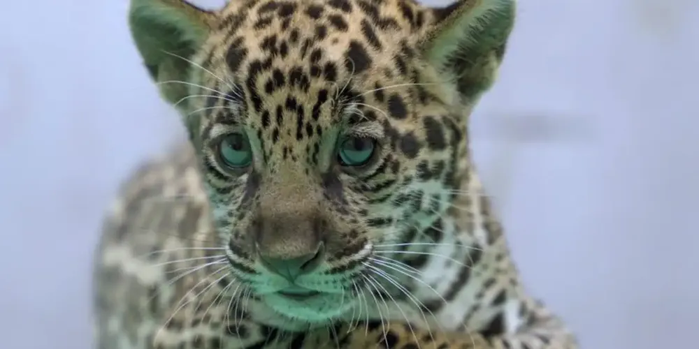 Xingu veio ao mundo no dia 27 de dezembro do ano passado e é irmão de Rhuana e Rhudá