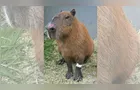 MP denuncia 6 homens acusados de agredir uma capivara no RJ