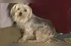 Tutora pede ajuda para encontrar 'Belinha'; cadela desapareceu na tarde de ontem