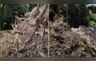 Prefeitura de PG divulga vídeo de descarte irregular de lixo em arroio no Jardim Carvalho