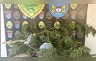 Polícia Militar apreende pé de maconha e detém suspeito em Ponta Grossa