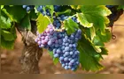 Acordo Mercosul-UE zera tarifa de exportação da uva brasileira a partir de maio