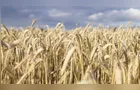 Brasil caminha para ter a menor safra de trigo em 5 anos