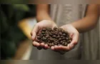 Café pode ter safra acima das expectativas