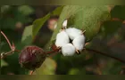 Clima favorece maturação e início da colheita do algodão no Paraná