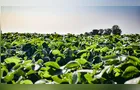 Clima favorece o desenvolvimento da soja na maior parte do Brasil