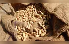 Clima seco favorece colheita de amendoim e garante qualidade superior no Paraná