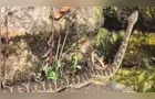 Vídeo de cobra peçonhenta na Represa de Alagados alerta moradores de PG