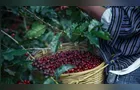 Conab inicia pesquisa de campo para o 2º levantamento da safra de café 2026