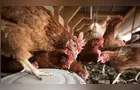 Conflito no Oriente Médio ameaça custos de produção da avicultura brasileira