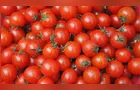 Desaceleração da safra impulsiona preços do tomate