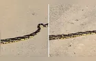 Cobra impressiona moradores ao aparecer às margens do Rio Iapó em Castro