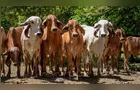 Exportações brasileiras de genética bovina crescem 29%