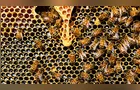 Exportações de mel recuam 49% e setor enfrenta incertezas logísticas