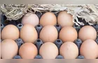 Exportações de ovos do Brasil crescem 16,3% em fevereiro