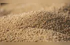 Exportações de soja disparam e farelo bate recorde em março