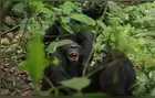 Planeta dos macacos? Primeira ‘guerra civil’ entre chimpanzés é detectada