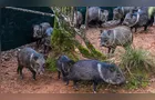 IAT e Frísia unem forças para controlar javalis em parques do Paraná