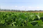 IDR-Paraná lança cultivar de feijão com alto potencial produtivo em Ponta Grossa